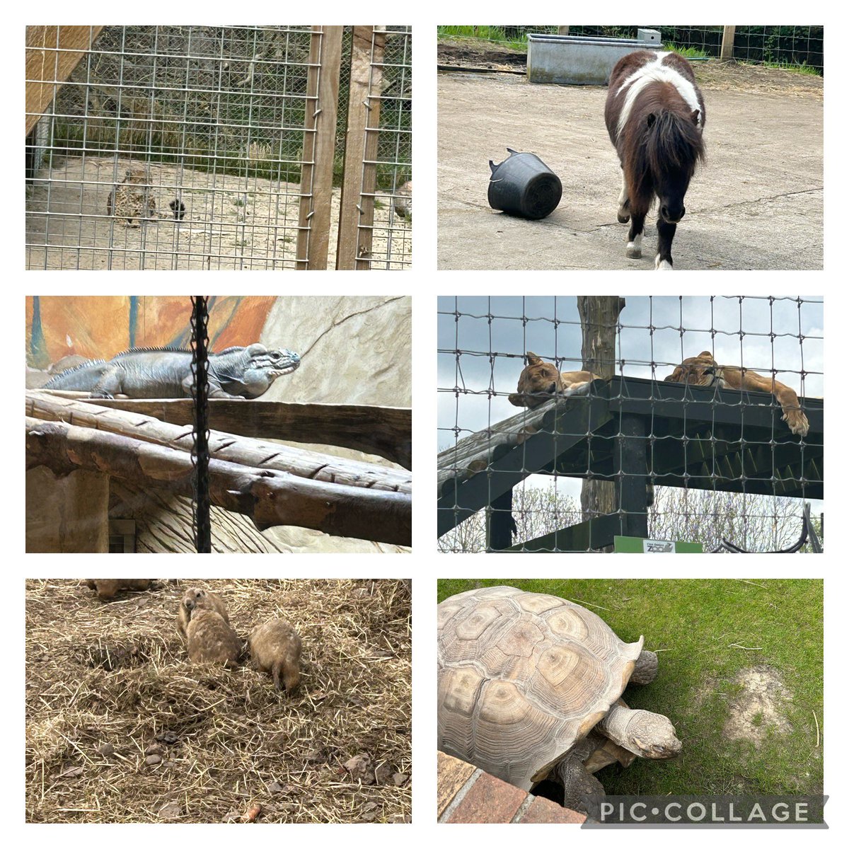 We had such a lovely day at Five Sisters Zoo today! The weather was perfect and so were the animals! Well done #P7Team I am so proud of how well you all behaved today. #SummerTerm #SchoolTrip #Fun #Friendships 😊💙