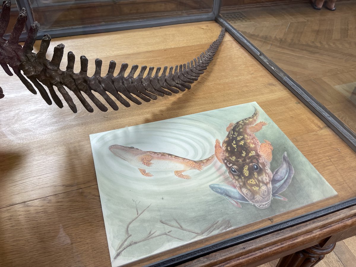 For an #AmphibianWeek #FossilFriday crossover, I wanted to spotlight this mount of the amphibian ancestor Eryops at @Le_Museum in Paris, a long way from the temnospondyl's native Texas. Love the artwork depicting Eryops as a dynamic predator instead of a lazy landlubber!