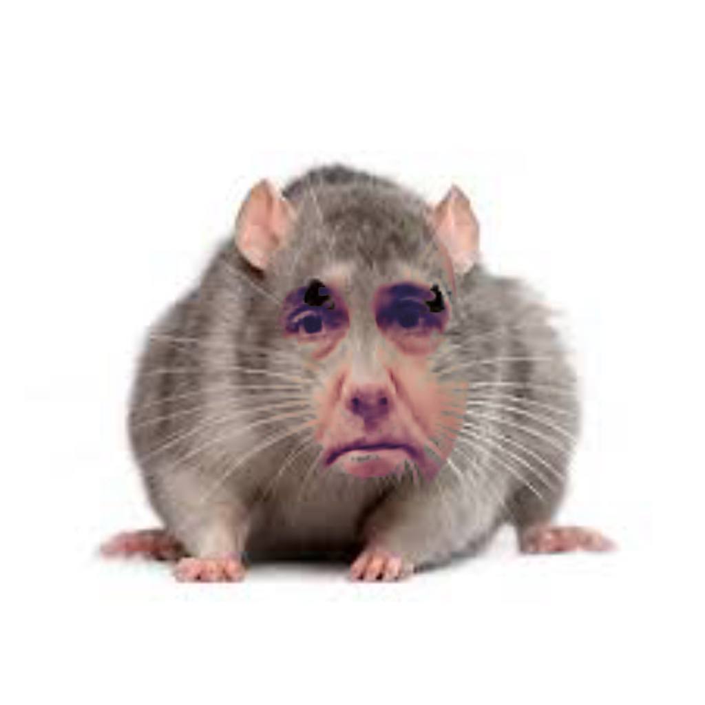 Cohen the rat to take the stand Monday

#MichaelCohen