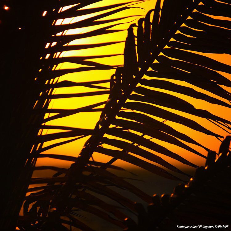 Island Life Therapy: The Orange & Lemon #sunrise through the coconut palm trees at South Beach - good morning from Bantayan Island Cebu, The Philippines. #ThePhotoHour #travelphotography #IslandLife #bantayanisland #bantayan #photography #StormHour #Weather #FridayVibes