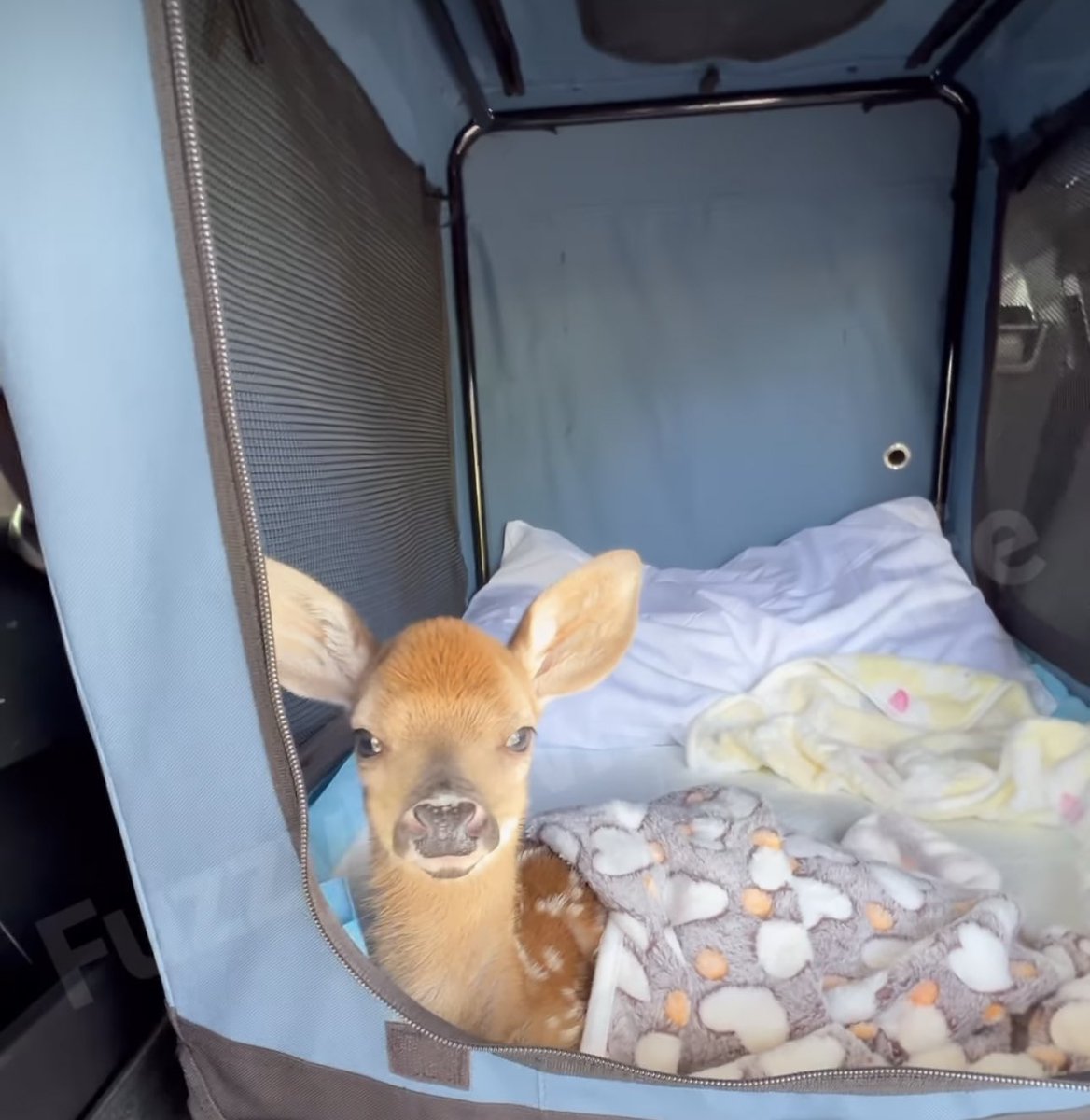 you have   accosted   me  in my autism sensory tent       what do you want