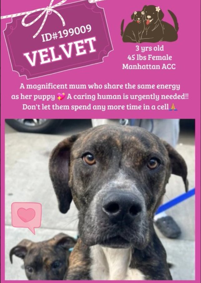 On Thursday the citizens of #NYC dumped 13 dogs From #Seniors to #Puppies Some will be lucky, find🏡 Many will die #FostersSaveLives #AdoptMe #RescueMe Velvet nycacc.app/#/browse/199009 She arrived with her #puppy in tow Of course the #puppy was #Adopted or #rescued leaving Mama