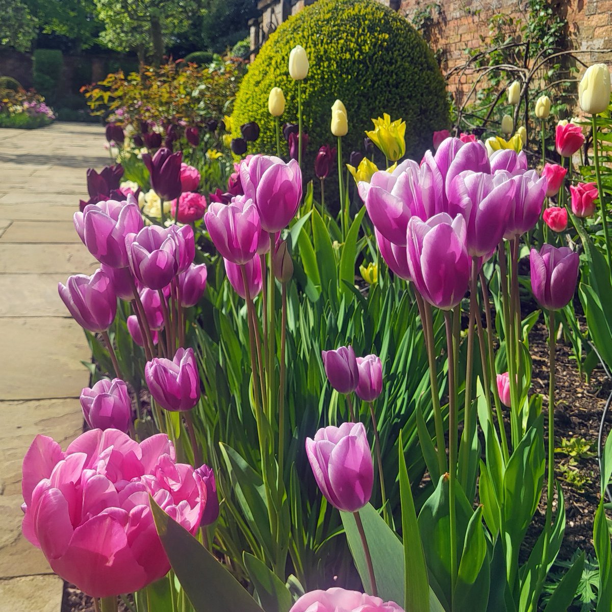 Rachel's talking tulips tonight with Head Gardener Oli Johnson at Morton Hall Gardens. A little something to brighten up your day. Join us at 8pm on @BBCTwo or afterwards on @BBCiPlayer 🌷 🌷 🌷 #Tulips #GardenersWorld #Gardening #FlowersOnFriday #Worcestershire