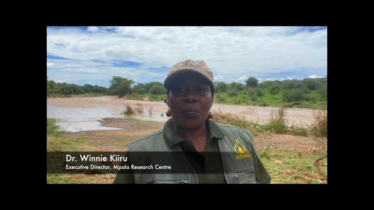 Repairs have begun! Executive Director Dr. Winnie Kiiru provides an update on the flooding Mpala experienced last Saturday and how we are working diligently to resume our regular operations next week. youtube.com/watch?v=ve_JT2…