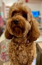 #LOST #DOG STAR Young Adult #Female #Cockerpoo Red Wearing Collar & I.D. #Missing from St Tudy near #Wadebridge #Cornwall #PL30 South West Thursday 9th May 2024 Escaped from groomers Sighted in area #DogLostUK #Lostdog #ScanMe doglost.co.uk/dog/192110