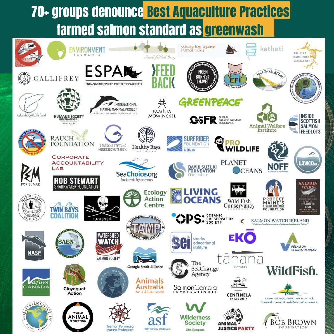 ✍️ We've just signed an open letter calling out the Global Seafood Alliance for its #greenwashing of industrial salmon farming with the new Best Aquaculture Practices certification. @BAP_Seafood @GSA_Seafood #BAPcertified #Greenwash Read the letter now! buff.ly/4bh1IFF