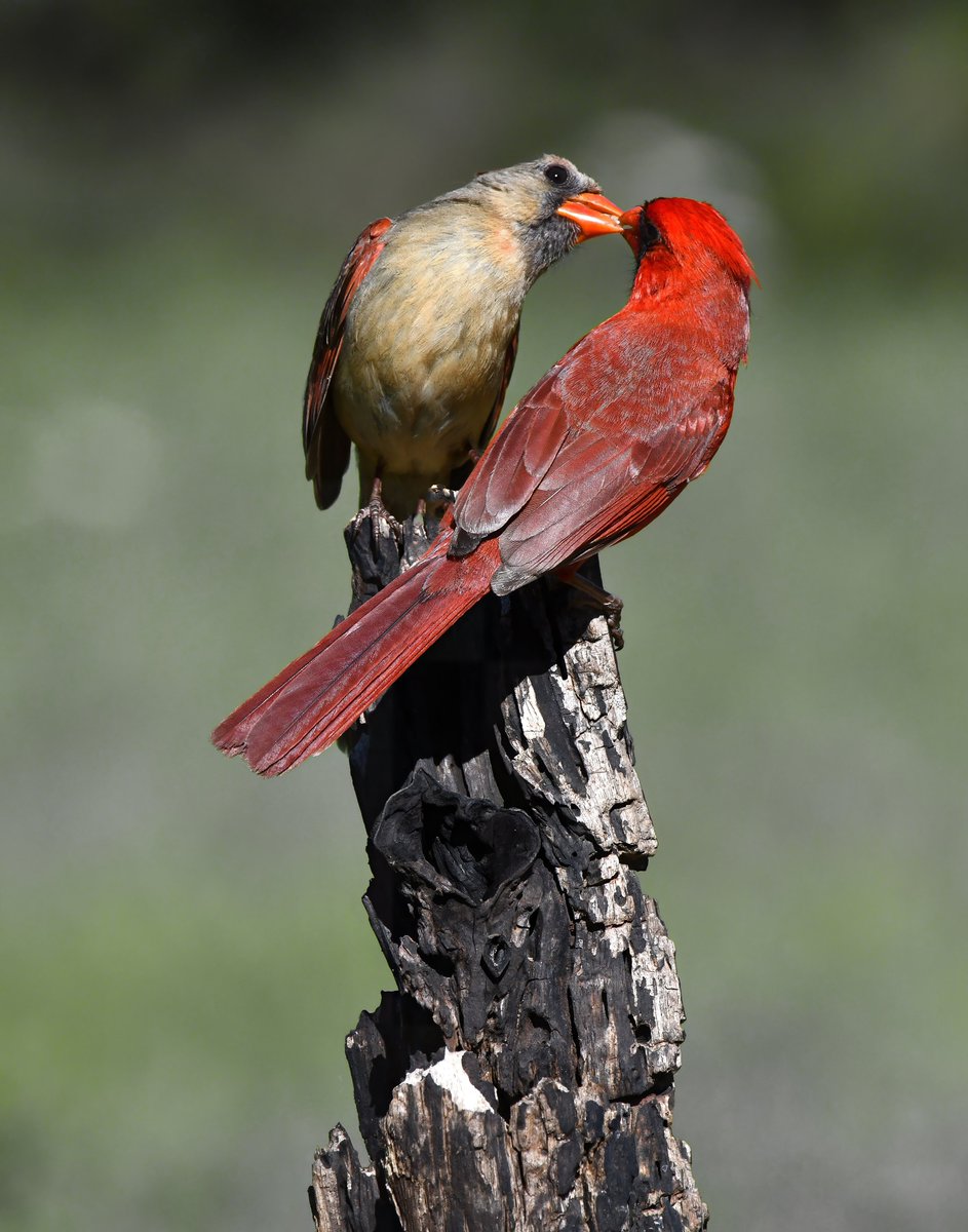 #TwitterNatureCommunity #naturephotography #birdphotography #twitterphotography #wildbirdphotography #nikonphotography #beautifulbirds #northerncardinals #birdromance  #love

 Northern Cardinals, bonded pair.....................Oklahoma.