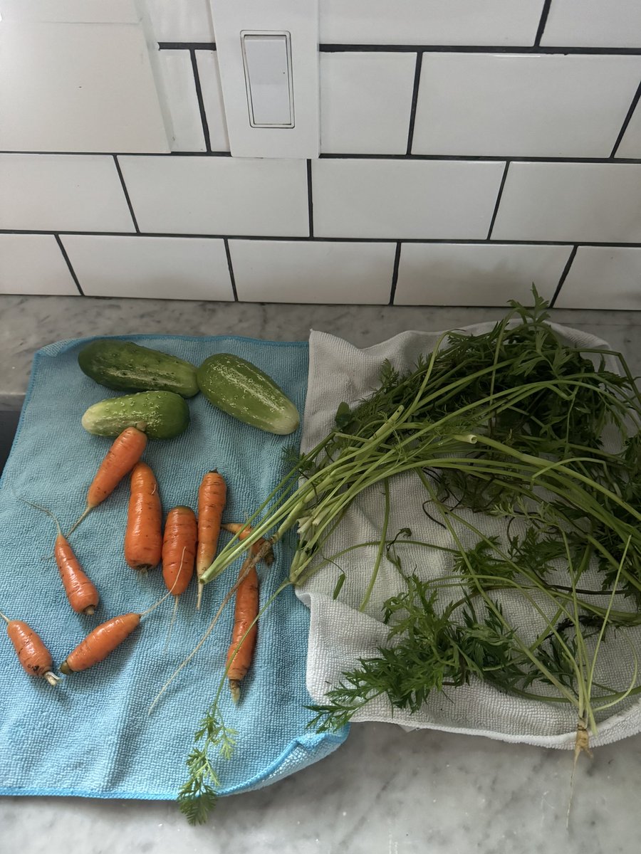 First community garden haul, little carrot cuties