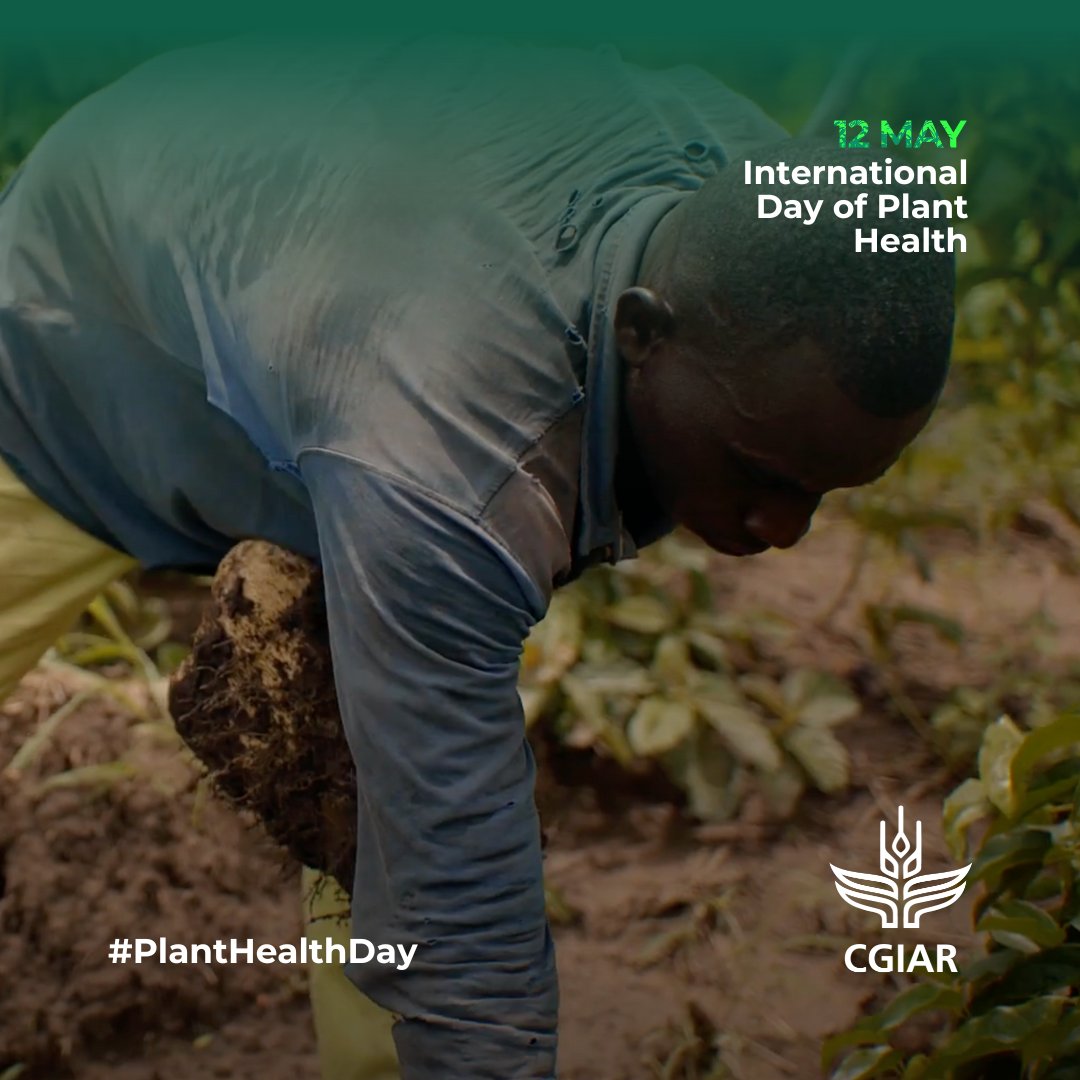 On #PlantHealthDay, see how this natural pest-deterrent is helping shield Samuel’s yam farm. Watch here: on.cgiar.org/40p4CU9 #TheClimateAndUs #RootForTheBest @CGIARAfrica @IITA_CGIAR