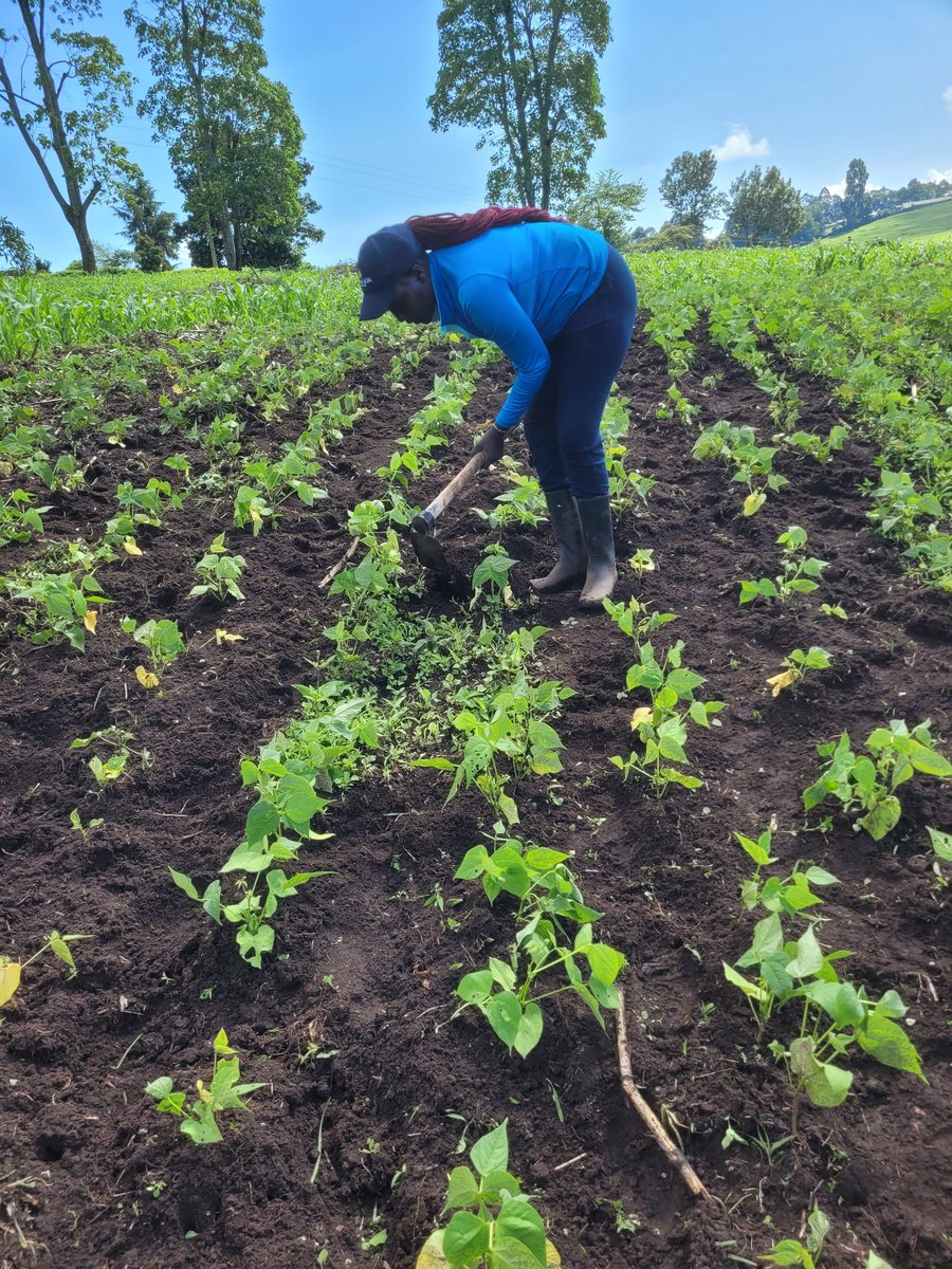 Another day at the farm,a day filled with endless possibilities!Every moment at the farm is a reminder of the timeless cycle of growth and harvest. Cheers to embracing the simplicity and abundance of farm life! #GrowYourOwnFood #WomenInAg #MamaMboga