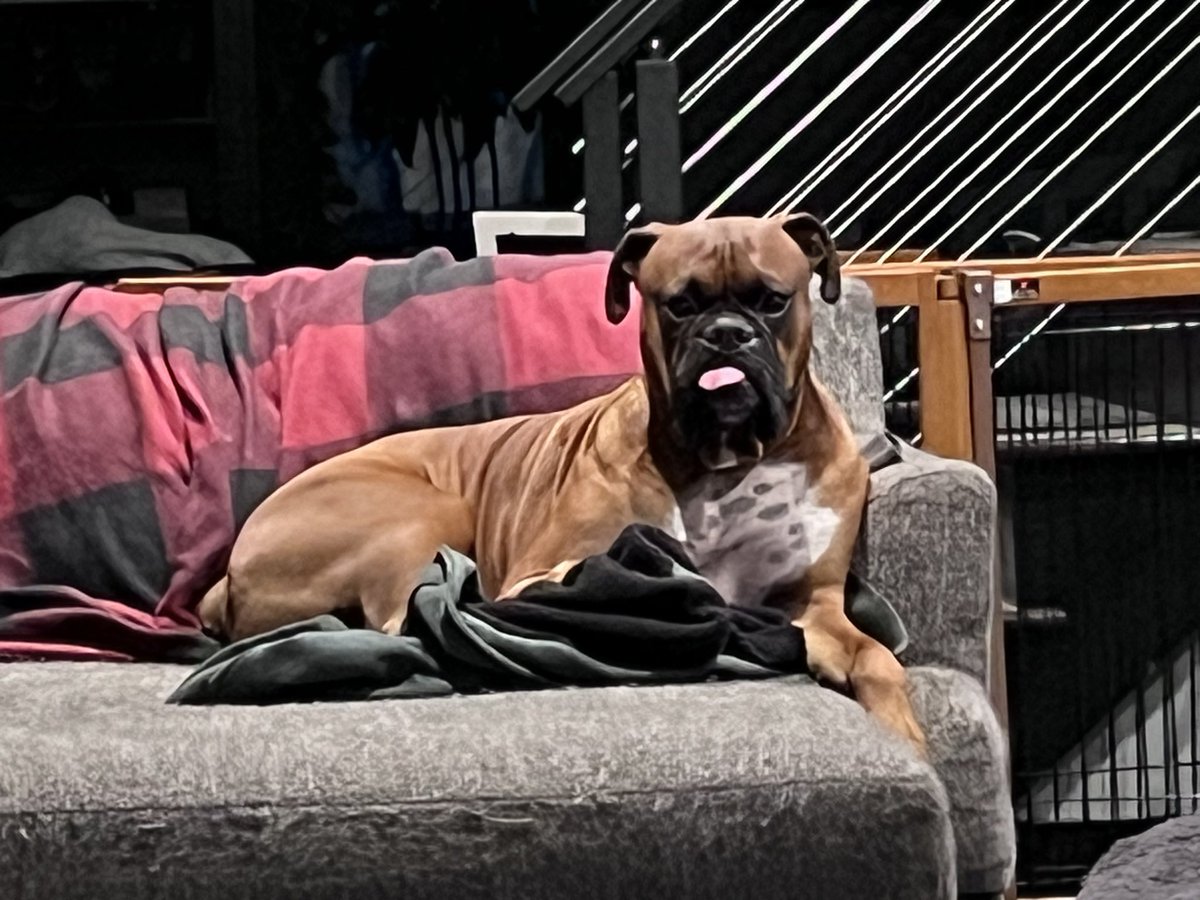 It’s a rainy cold day and Zeus has been napping and checking to see if it’s still raining. #boxerpuppy #boxerdogs #boxerlife #boxerlovers #boxersrock #boxersoftwitter #boxerdogsoftwitter #dogsoftwitter #dogsofx