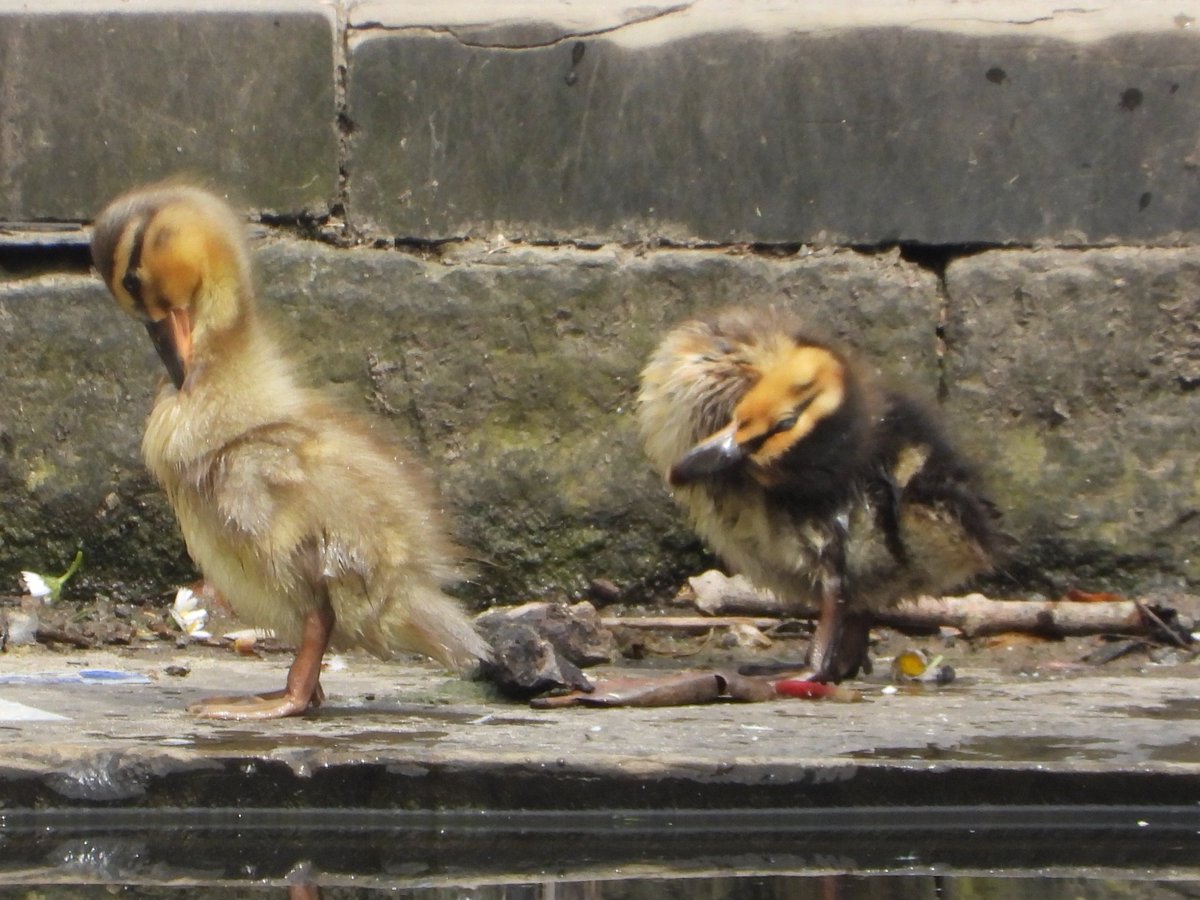 Finally found some ducklings - 3 with mother duck on the far side of the lake. @waddells74 @MyGarden_Uk @alisonbeach611