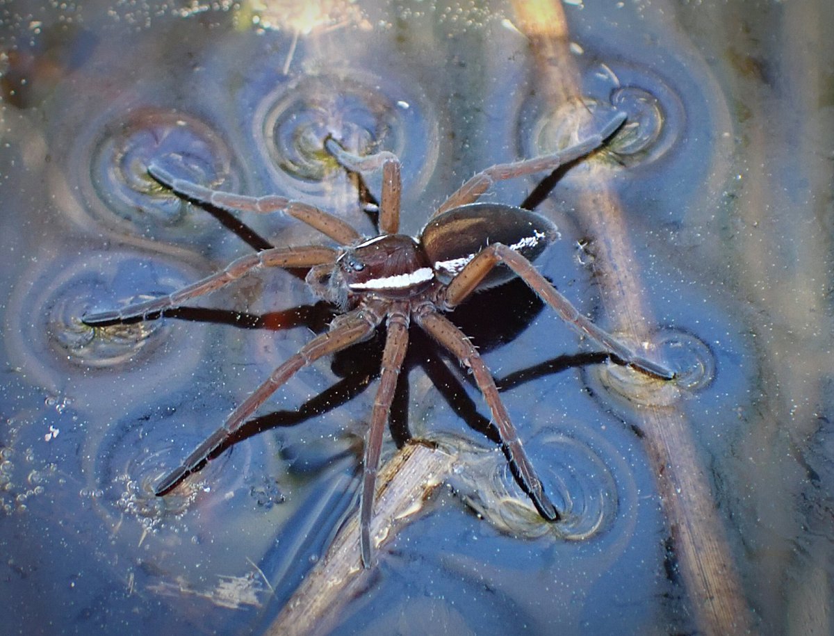 I recently had a spidering trip to Dorset and haven't managed to sort through all of my photos yet, but just wanted to share this beauty, Dolomedes fimbriatus, a Raft Spider. Incredible species.
