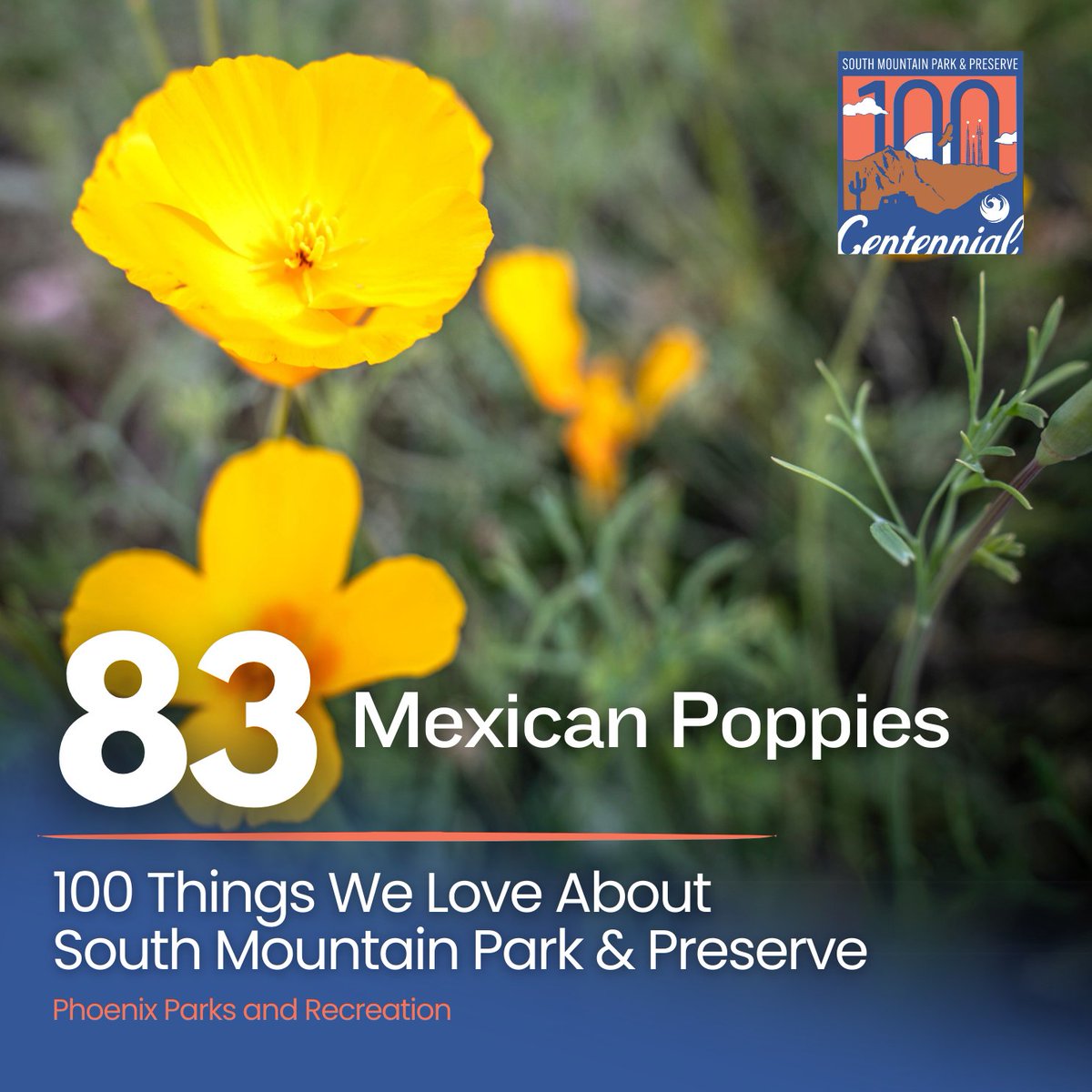 Meet the sun-loving Mexican poppies! These annual flowering plants bloom each spring, adding a pop of color to our desert terrain at South Mountain Park & Preserve. 🌼🌞🌿 #spring #flowers #southmountain100 #phxparks #phoenixparksandrecreation
