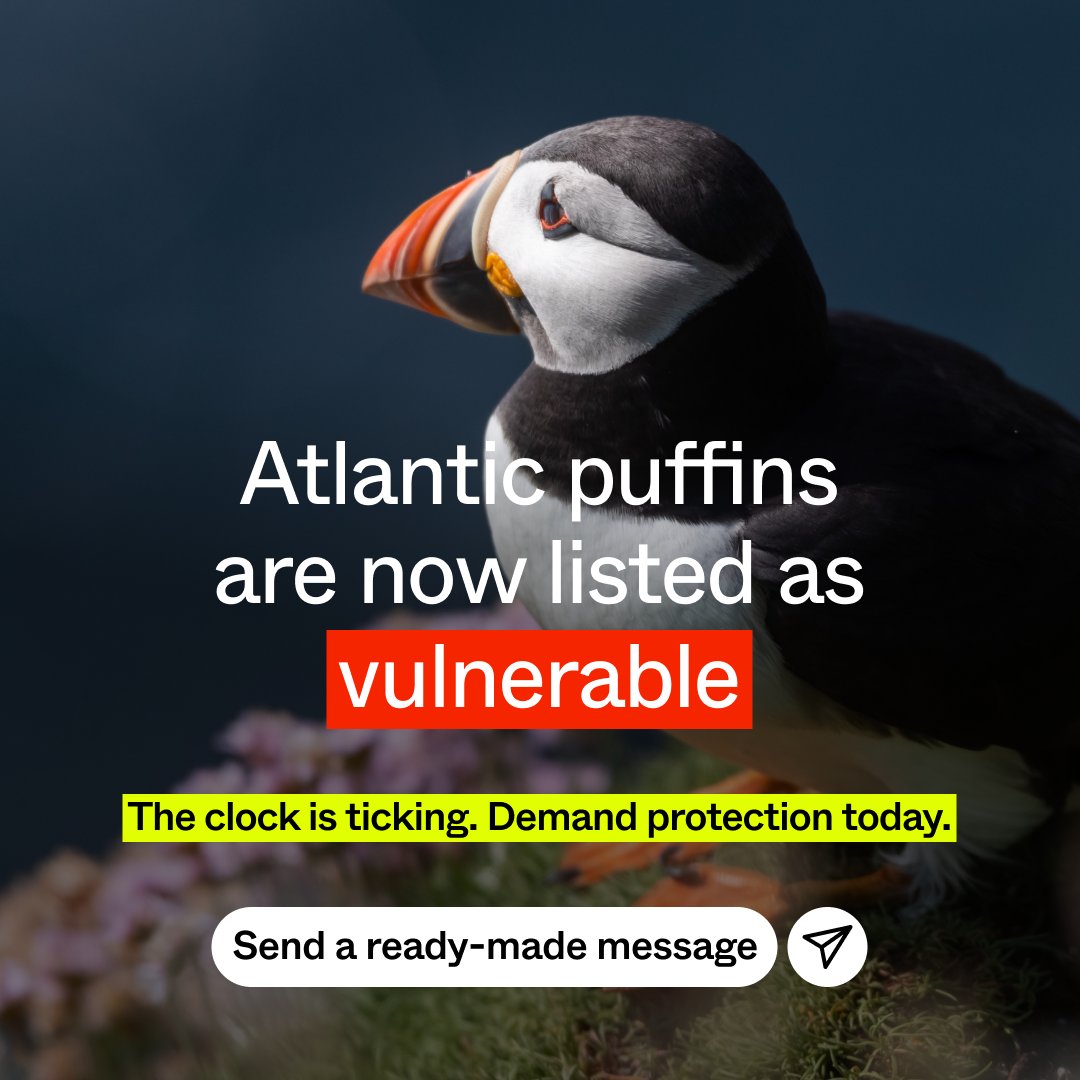 Iconic bird on the brink😭 We have the power to save it💪 A study by @_BTO estimates a 90% decline in Puffin population in Ireland & UK by 2050. Marine Protected Areas safeguard breeding sites & manage activities at feeding sites. ACT: only.one/act/ministers-… #FairSeas #30x30