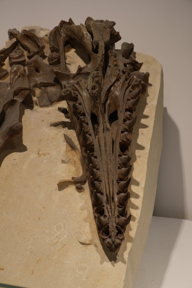 Happy #FossilFriday! This is IRScNB R 303, an immaculate Mosasaurus on display at the Royal Belgian Institute of Natural Sciences What's super special about this guy is how clearly the palate is preserved, a region of mosasaur anatomy that is currently the bane of my existence...