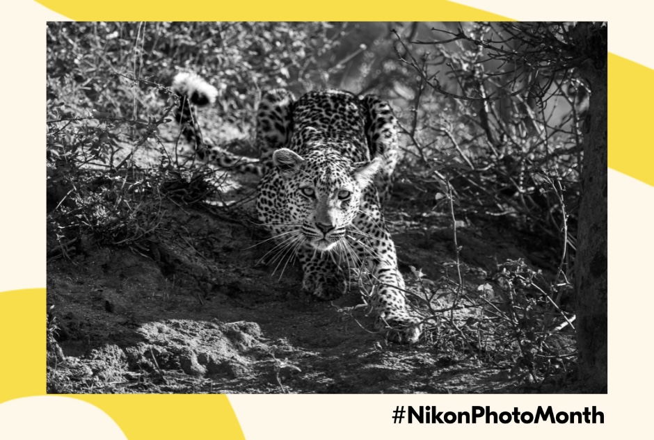 To effortlessly capture lightning-fast behaviors incredible animals, wildlife and travel photographer Mary Caroline Logan counts on the Nikon Z 9. Which Nikon gear are you grabbing when you’re out in the wild this #NikonPhotoMonth