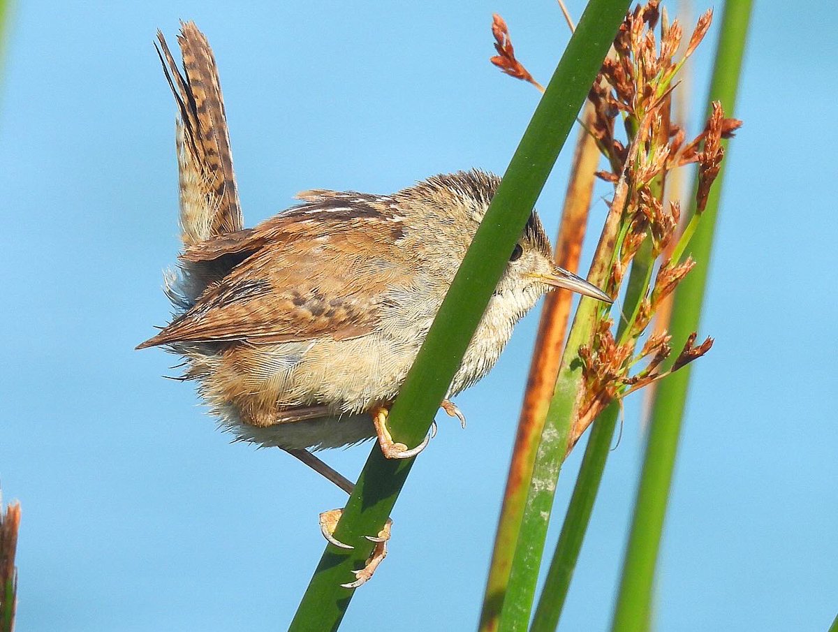 Marsh Wren marshin’.