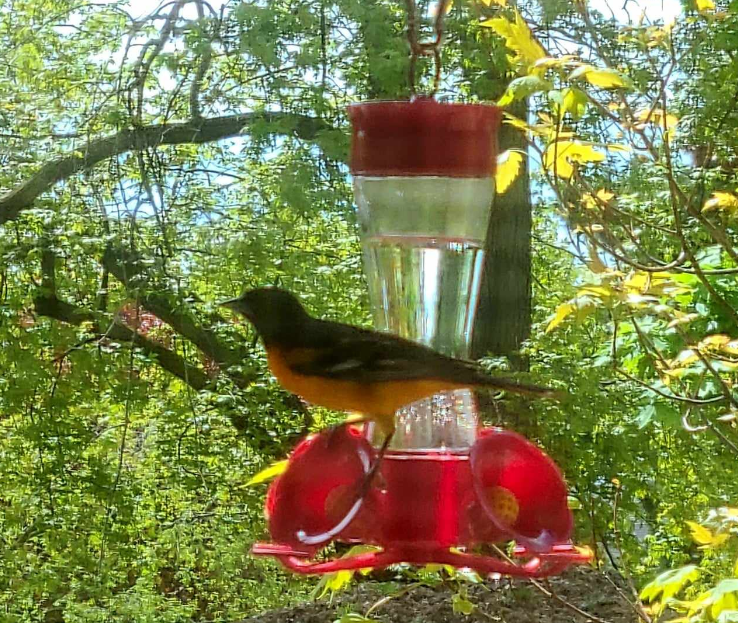 Not the best photos, as they were shot through the kitchen storm screen, but so happy to see the Baltimore Orioles back 📷