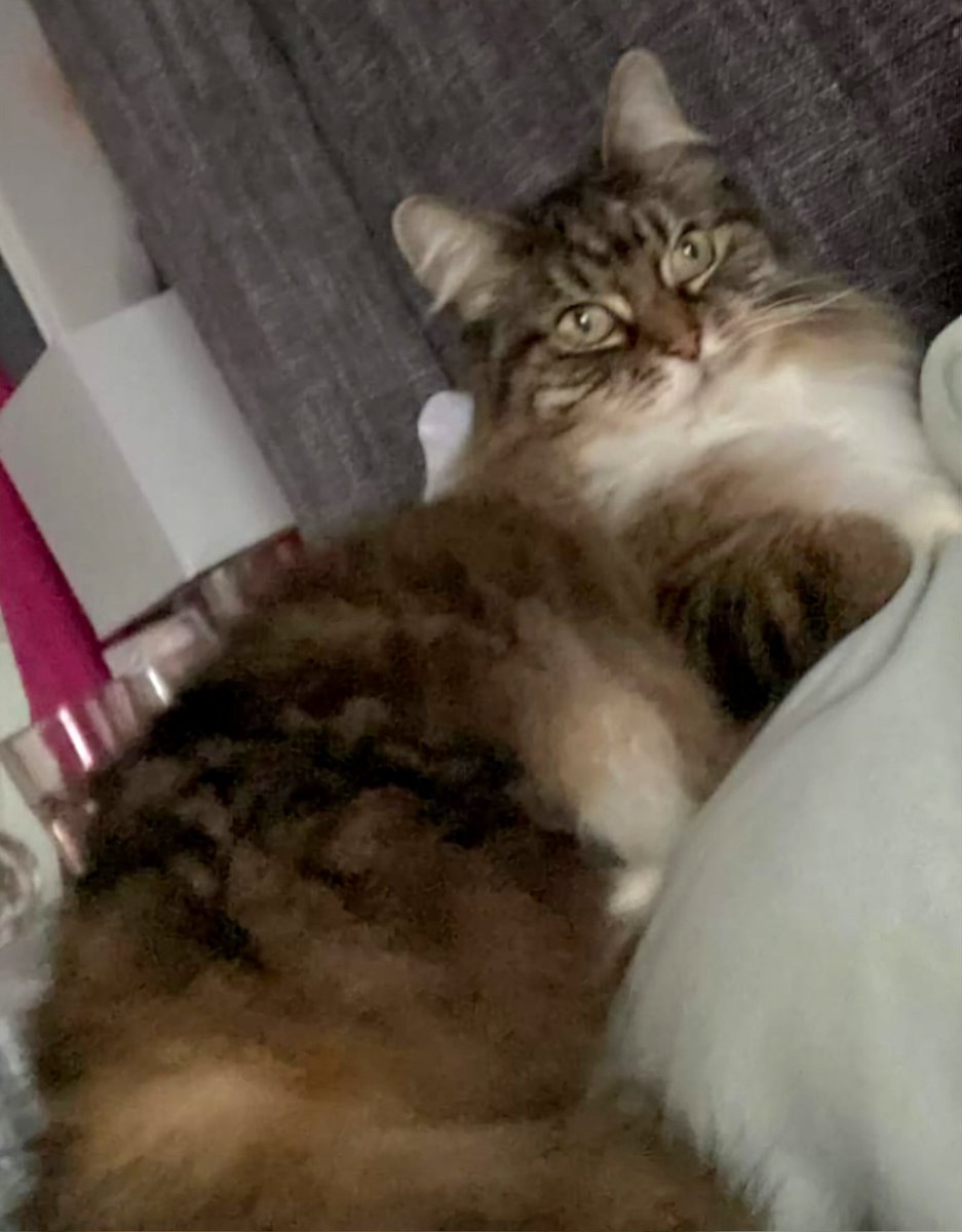MISSING CAT.🐱
My friends Cat is missing in Cheshunt area near Hillview Gardens. If anyone has seen her please message Me. She's been missing since Saturday night, Please share with your Cheshunt Friends.
#HillviewGardens
#Hertfordshire 
#MissingCat
#Cheshunt
#Herts
#Cat