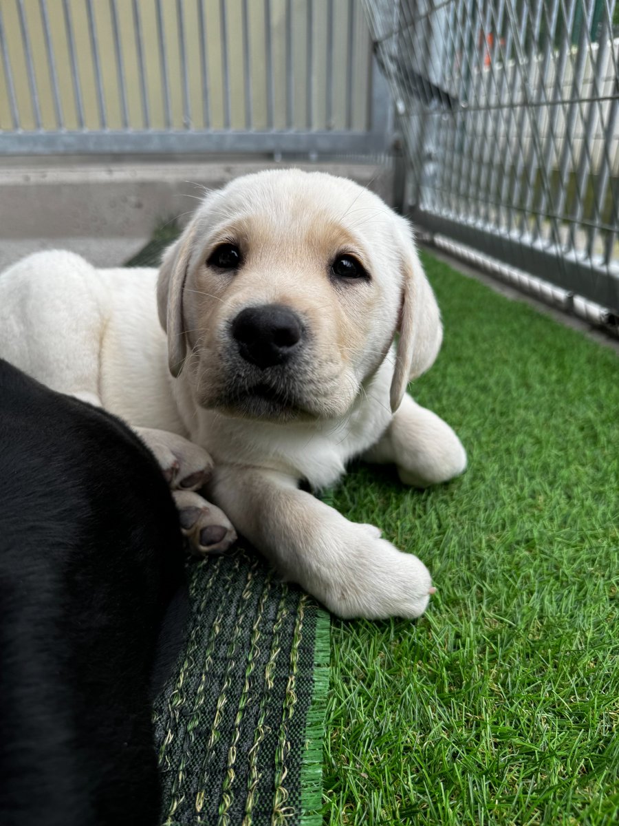 Can you spare an hour for Guide Dog Day? We'd love to have you join us. There are so many ways you could help!💚Find out what's happening in your area by going to the website, using the following link.
Guide Dog Day is Friday, 24 May 2024.
guidedogs.ie/events

#ChangingLives