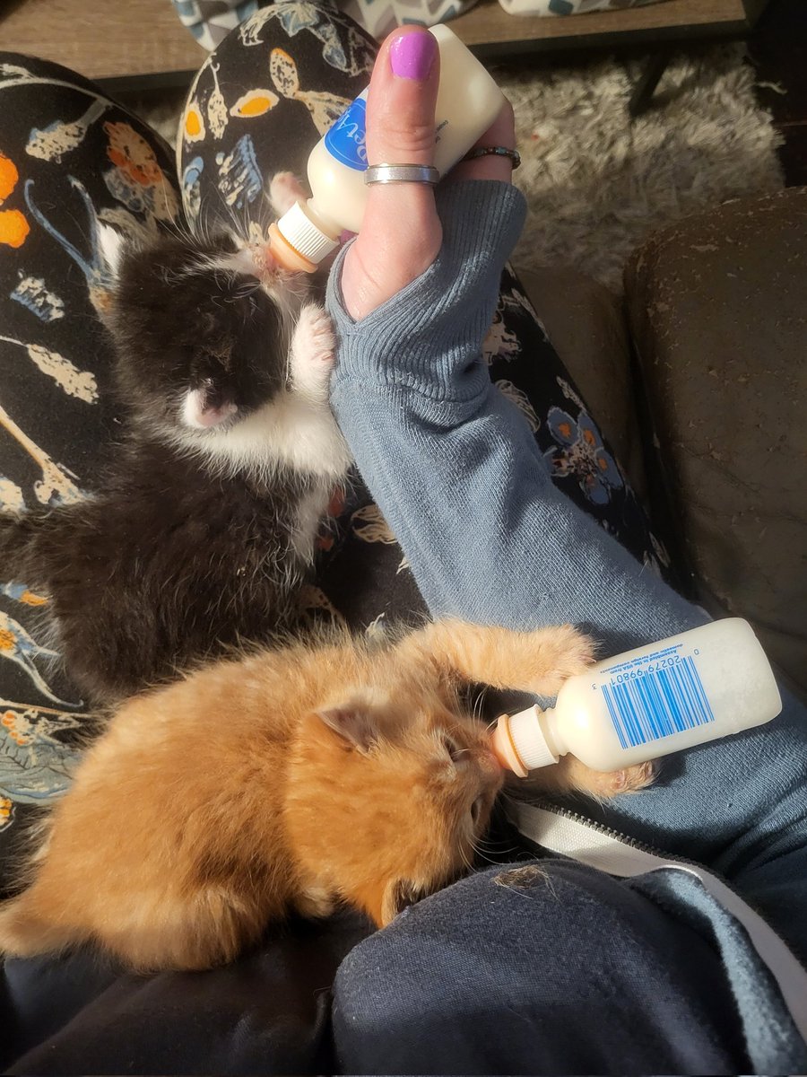 Double-fisting bottle babies. 😻😻🍼👍

#catrescue #kittenrescue