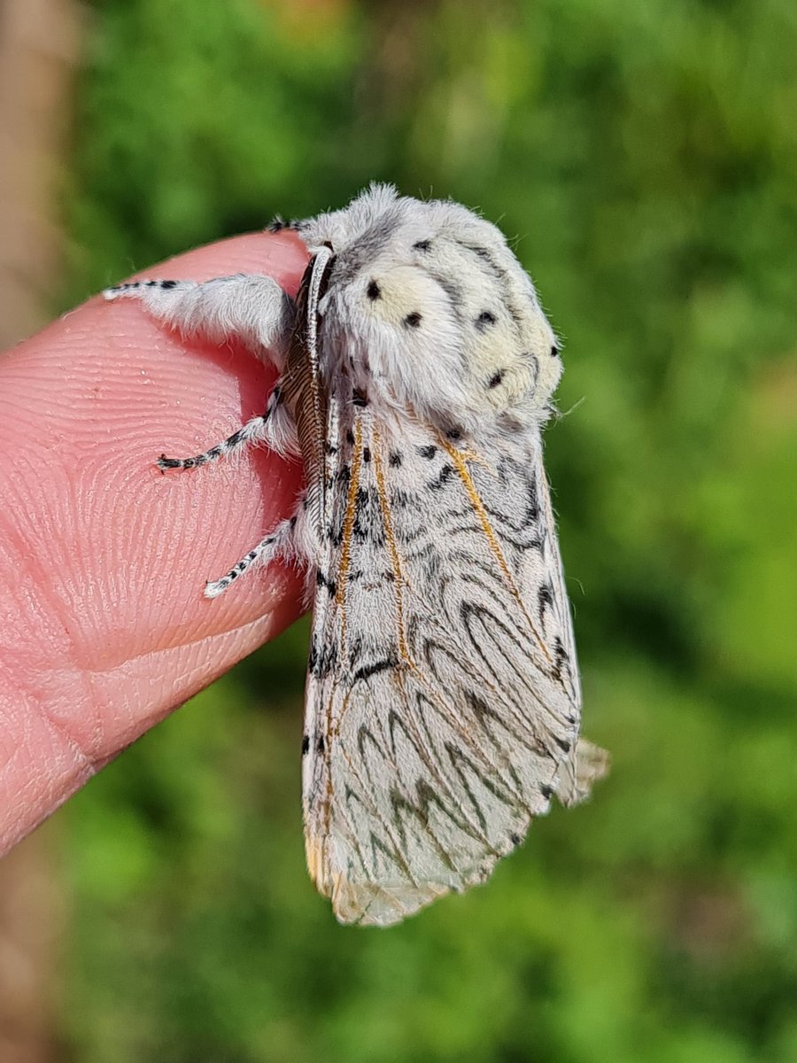 mickey_ratfink's tweet photo. Work wall moth of the day (behind a downpipe) was this gorgeous Puss moth, of which only one has ever shown in my garden. I love the Vienetta whorls, with golden veins coursing through those wings. Gonna go and have a thigh rub..
S Monmouthshire
#mothsmatter #teammoth #vc35 https://t.co/p4EWrv1QZX