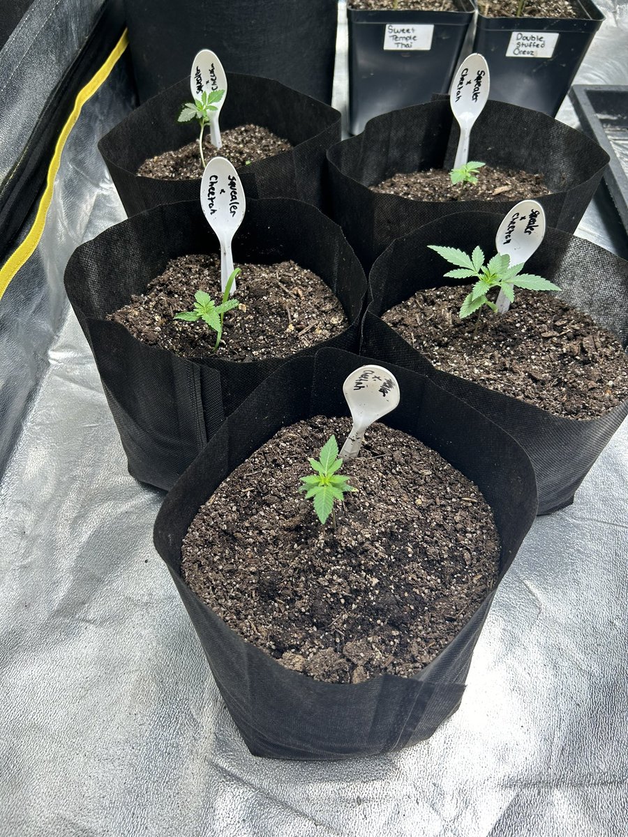 leafmoldlap's tweet photo. Squealer Killer X Chestah the Cheetah

Okcalyxx Genetics https://t.co/qnmtU4zeMK