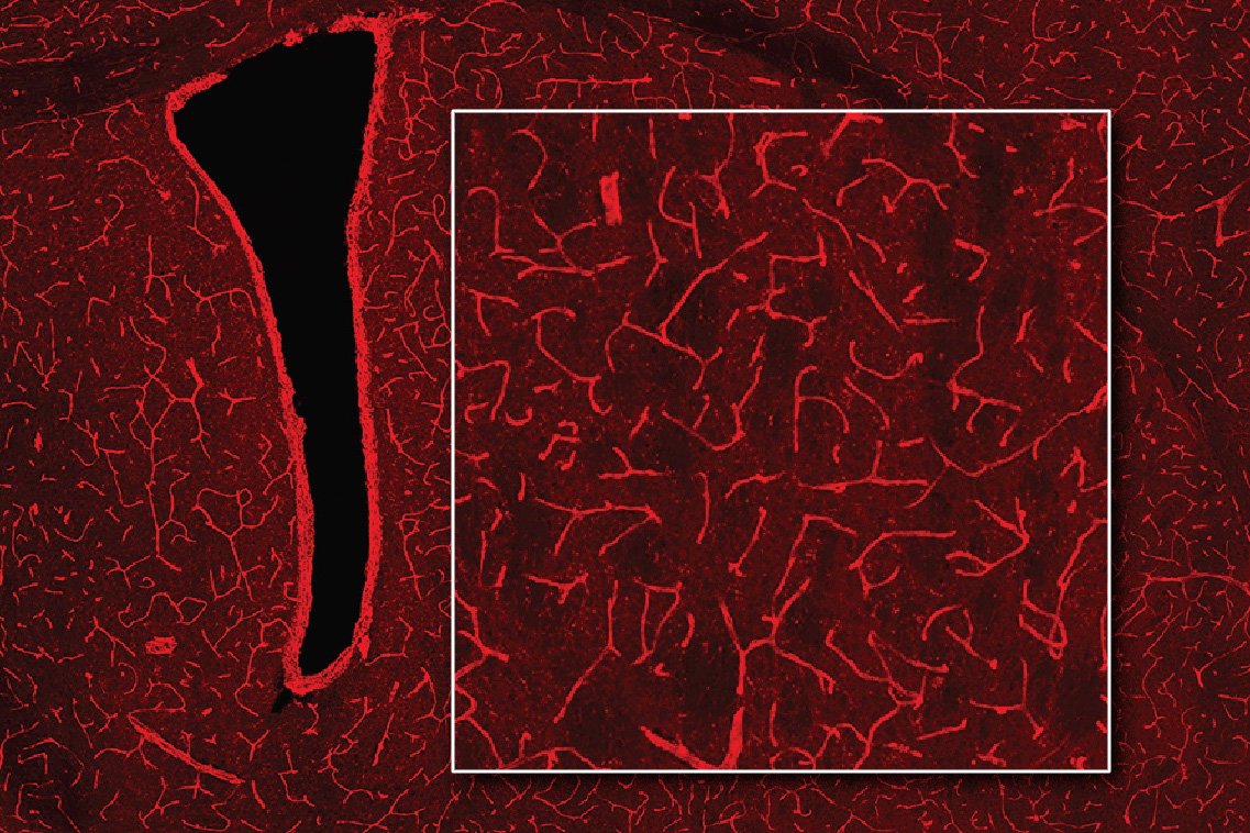 New way to detect bioluminescence in the brain developed by Jasanoff Lab could enable exploration of the brain in great detail. Pictured are blood vessels that now appear bright red after transduction with a gene that gives them photosensitivity. ow.ly/jfHG50RBZ70 @natBME