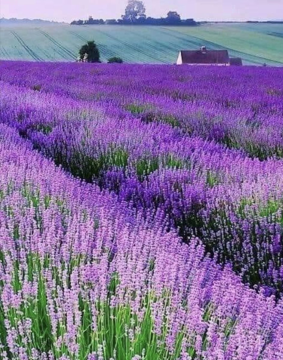 #LavenderFields #France
