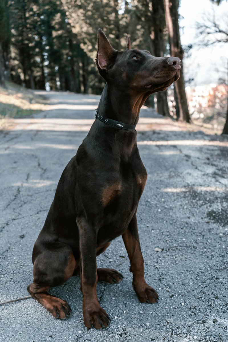 Fast Fact: Dobermans are exceptionally intelligent, ranking among the smartest dog breeds. Their sharp minds make them quick learners! 🧠🐾 #SmartDogs

#canines #dogs #canine #puppies #puppy #animals #doglife #doglovers #animal #pets #doglover #caninelovers #cute #doggo #dogfood