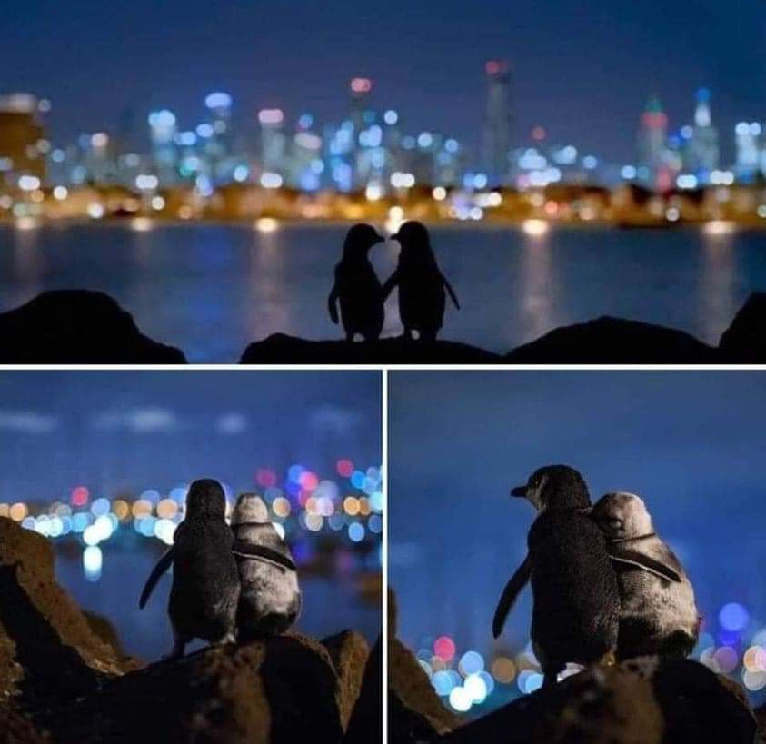 Photographer Tobias Baumgaertner captured this image of two widowed fairy penguins looking over the Melbourne skyline. It has won an award in Oceanographic magazine’s Ocean Photography Awards 2020.