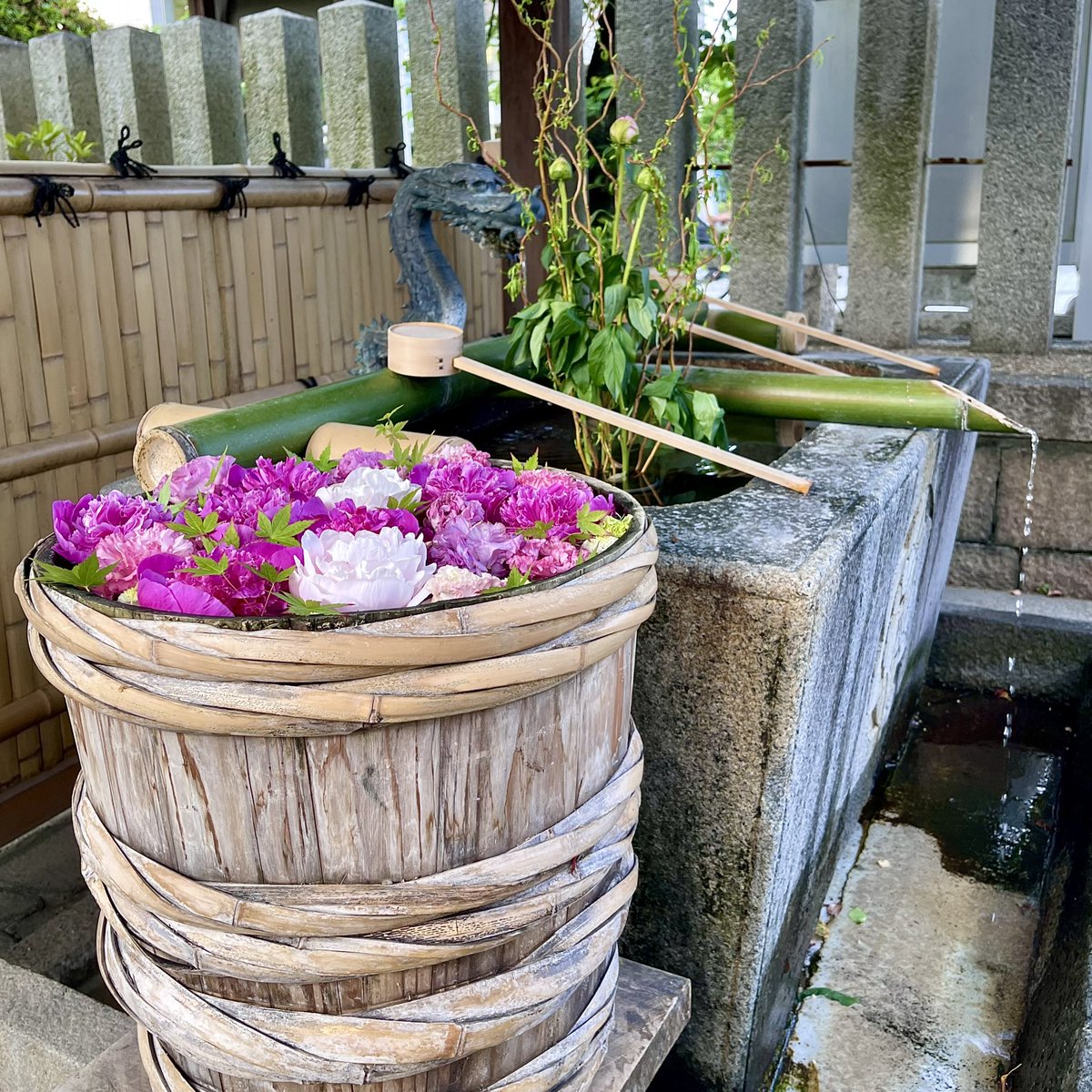 野見神社様
𓂃ꕤ.*˚花手水🌺🍃

テーマ『初夏の御朱印』

5月6月の御朱印の絵柄を
2種類の芍薬
皐月、滝の粧に
青もみじを散りばめられ
初夏らしく作成されました

浄誓寺様で長居をしたもので
野見神社様に着いた時
社務所は
もう閉まっていて
御朱印を
お受けできませんでした😆💦

🌺࿐🤗ﾎﾅ