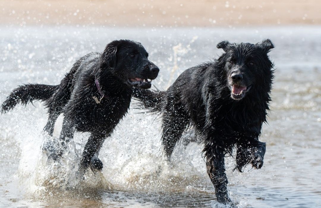 Echo pup in opleiding voor <a href="/KNGFGeleidehond/">KNGF Geleidehonden</a> en Ischa onze eigen lady🥰  heerlijk op het strand 💜 <a href="/KNGFGeleidehond/">KNGF Geleidehonden</a> #BeachDay #genieten #kruising #oudduitseherder #labrador en #goldenretriever