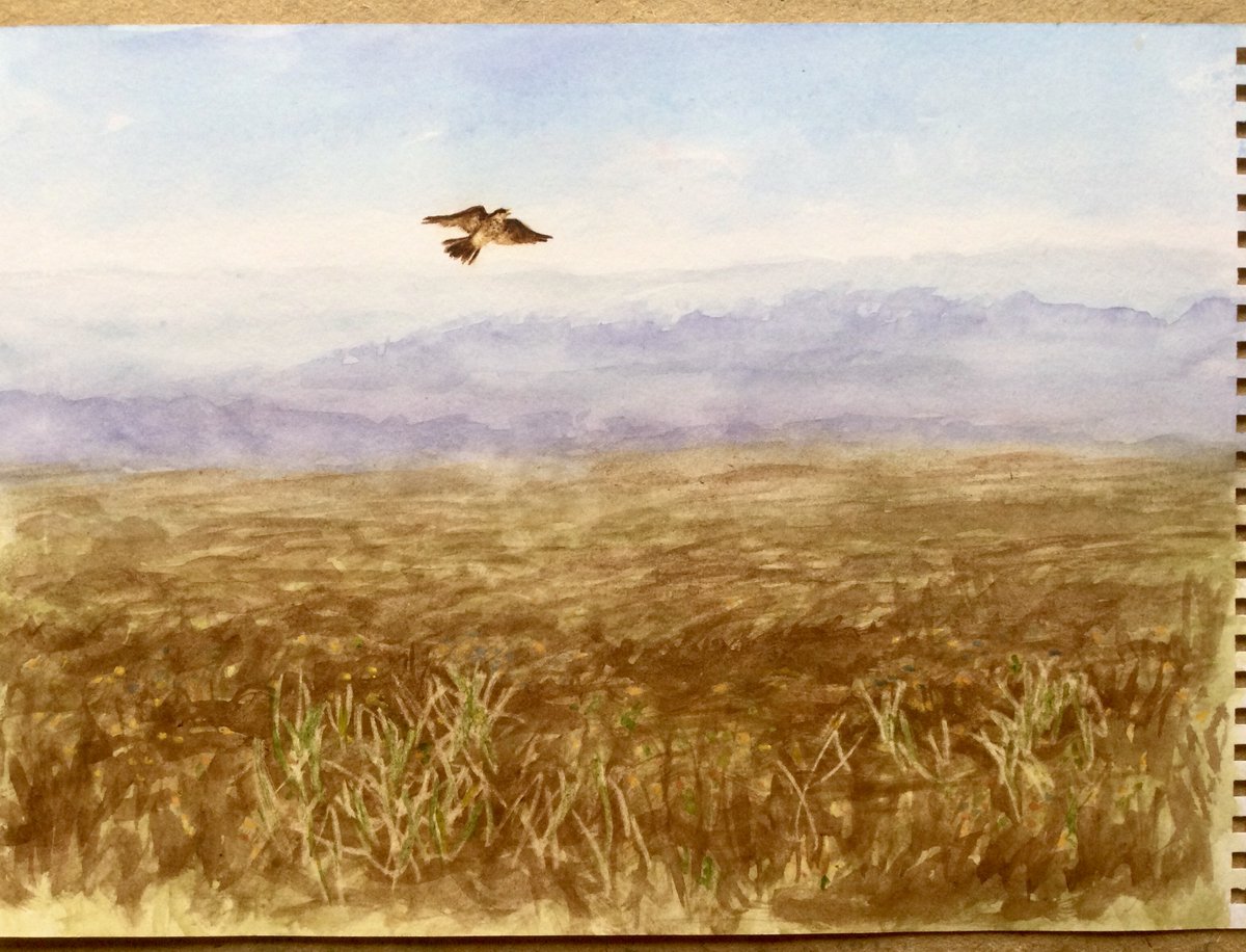 Early morning and a skylark rises to sing, especially nice in the blue skies of the last few days, watercolour sketch  Have a great weekend all 🙏👍