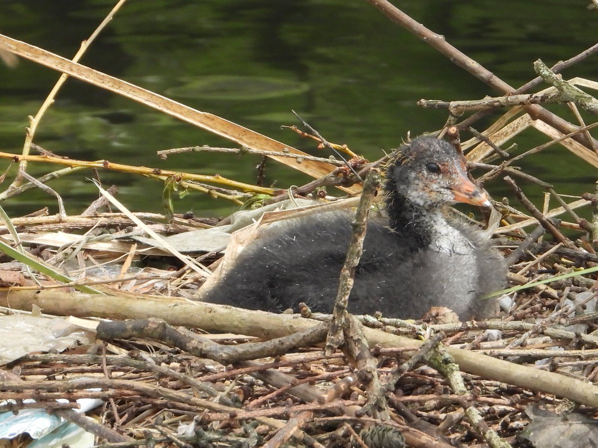 First time I've seen a Terrapin at Alexandra Park. Not all photos work out! Leaping squirrel. Young coot growing fast.