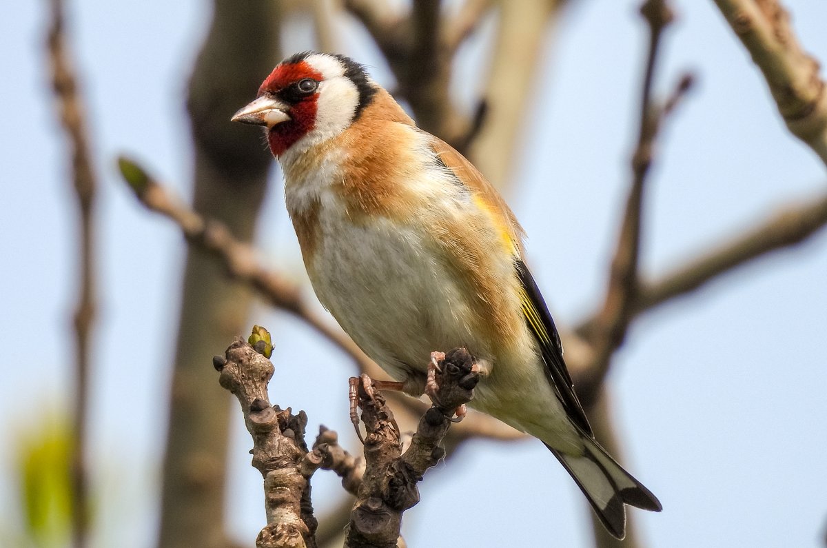 Cant resist a Goldfinch.