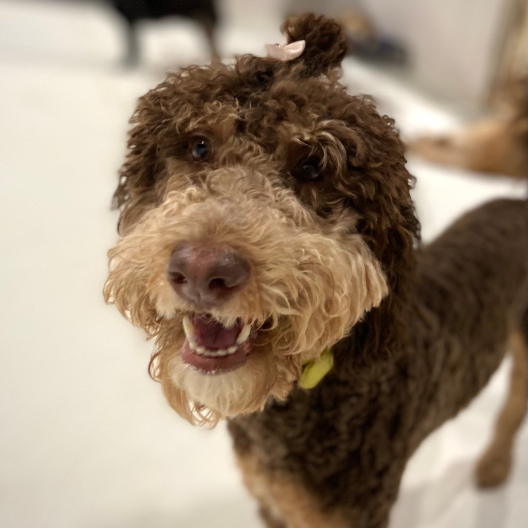 The stylish Queenie wants to say 'Have a great day!' 🎀 #barkbound #kingsporttn #doggydaycare