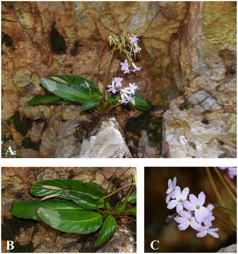 CIPRES_UCSD's tweet image. Jiulian Mountain, Sun Yat-sen, and Guangxi Gaofeng utilized CIPRES for precise scientific workflows. Their genomic data will inform Gesneriaceae studies. #ScientificWorkflow #GenomicData #Phylogenetics

ow.ly/mz5q50RpeNX