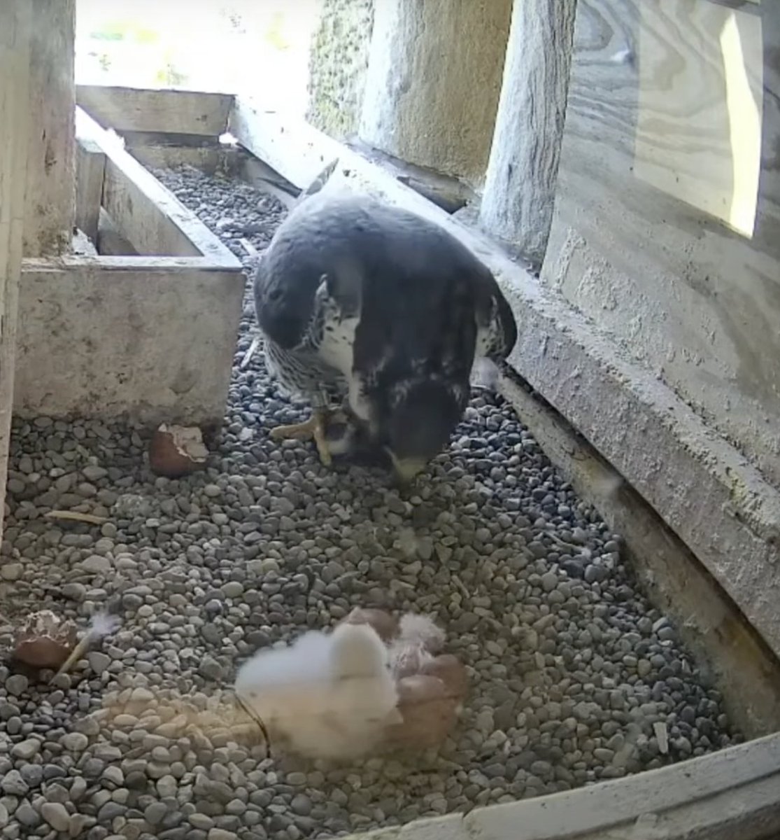 Our little falcon family is growing. 🧡 Two more eggs have hatched on the #BGSU Falcon Cam, and their first meal has been served! See the moment here ➡️ bit.ly/3wu3RyC