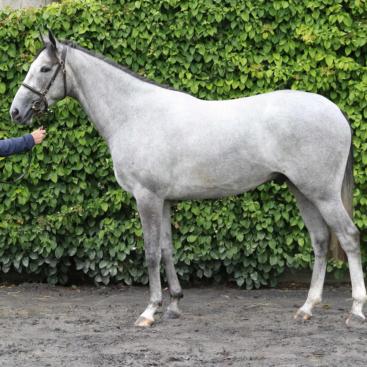 📷 Ittack Blue pictured prior to being purchased at the 2021 𝐌𝐚𝐲 𝐒𝐭𝐨𝐫𝐞 𝐒𝐚𝐥𝐞 from Clifton Farm (@BleahenBrothers) by @BallycrystalS. 📖 265 lots are catalogued for the May Store Sale which takes place on the 𝘕𝘌𝘞 date of May 30. 💻 View Catalogue |…