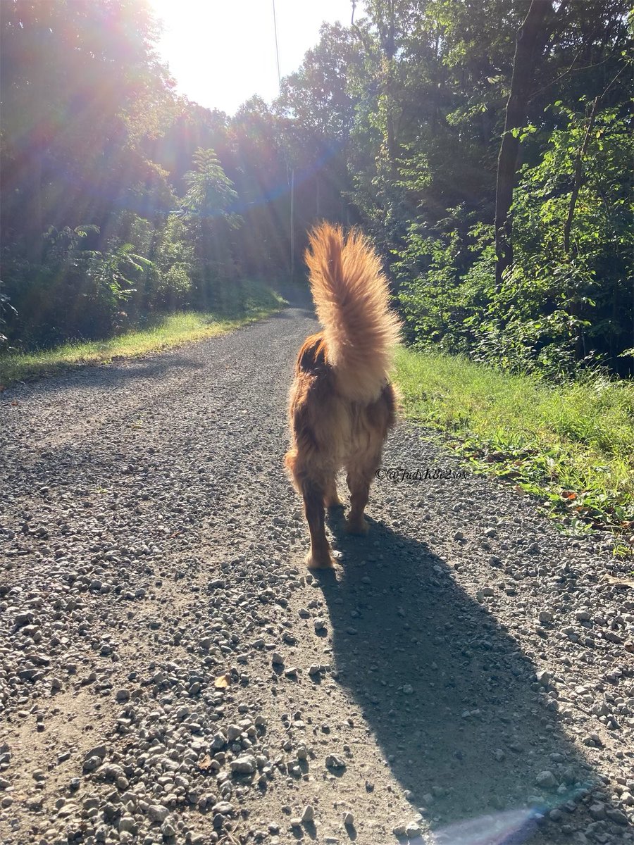 #FluffyButtFriday #FlashbackFriday Momma and dad had dentist appointments this morning, a day off from walkies😐 Soooo, an old picture from the fall.😎 Hoping everypawdy has a fabulous #fridaymorning #goldenretriever #dogsofx #FridayVibes #GRC
