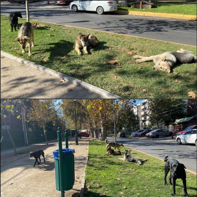 Varios perros vagos llegaron a esquina Fleming/Vital Apoquindo, los "animalistas" están armando un campamento en plena esquina con cachureos y escombros, los perros a veces atacan, el otro día mataron a un gato
@EmergenciaLC <a href="/LC_Seguridad/">Seguridad Las Condes</a> <a href="/danielapenaloza/">Daniela Peñaloza</a> <a href="/Muni_LasCondes/">Las Condes</a>  @pboppt
