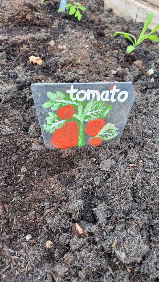 Northmuir Primary School were very kindly donated lots of tomato, pepper, physalis and tomatillo plants which was very much appreciated. The P7's planted them once i had put in the string supports. And a lovely new flower border was created. Linzi - Community Gardener(Schools)