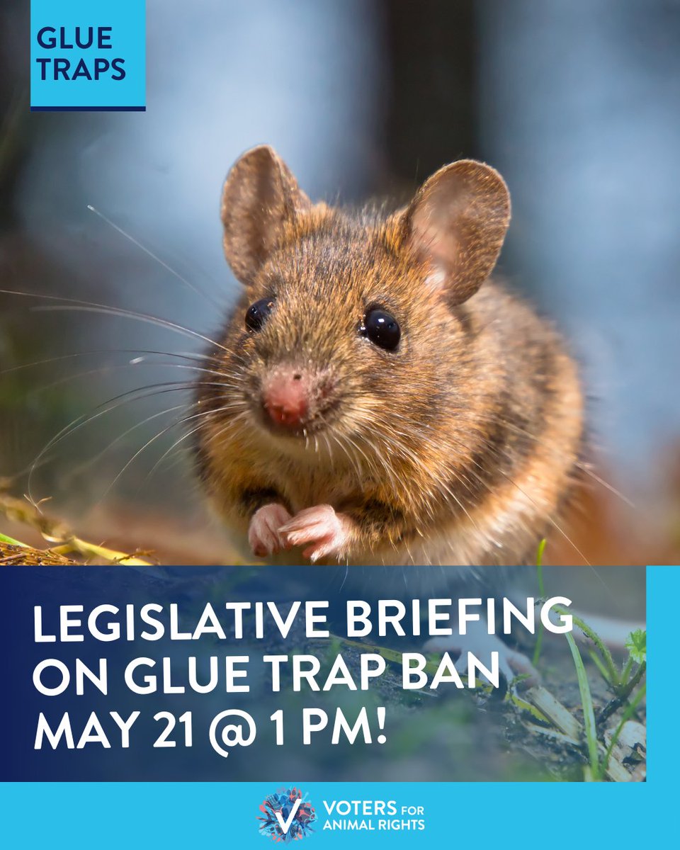 There’s a new date for our legislative briefing covering how we’ll take action to ensure that NY State bans the sale of glue traps!

Please join us on Tuesday, May 21 at 1:00pm to learn how you can help end the sale of these cruel devices!

🔔 RSVP 👉 bit.ly/gluetrapsnys