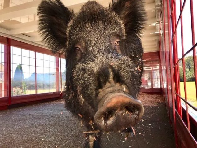 jeannie qualls (@qualls662) on Twitter photo 