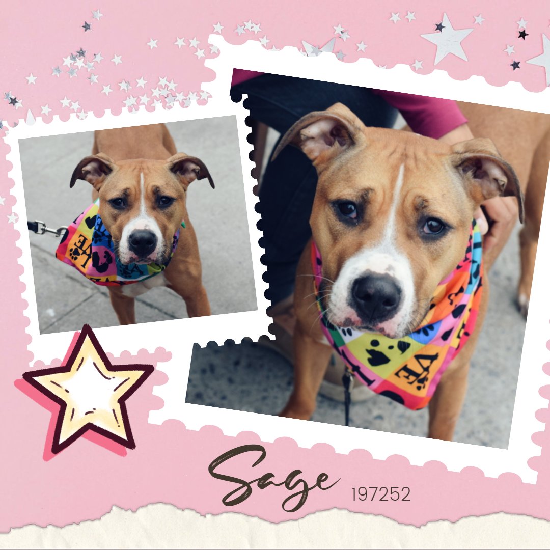 🐾2-y/o pretty Sage surrendered b/c landlord will not allow. Social, good on a leash, affectionate, active, playful, quiet, mellow. Friendly w/ strangers & kids, wiggly w/ dogs. Available to foster or adopt. Needs a offer by *5/11* nycacc.app/#/browse/197252