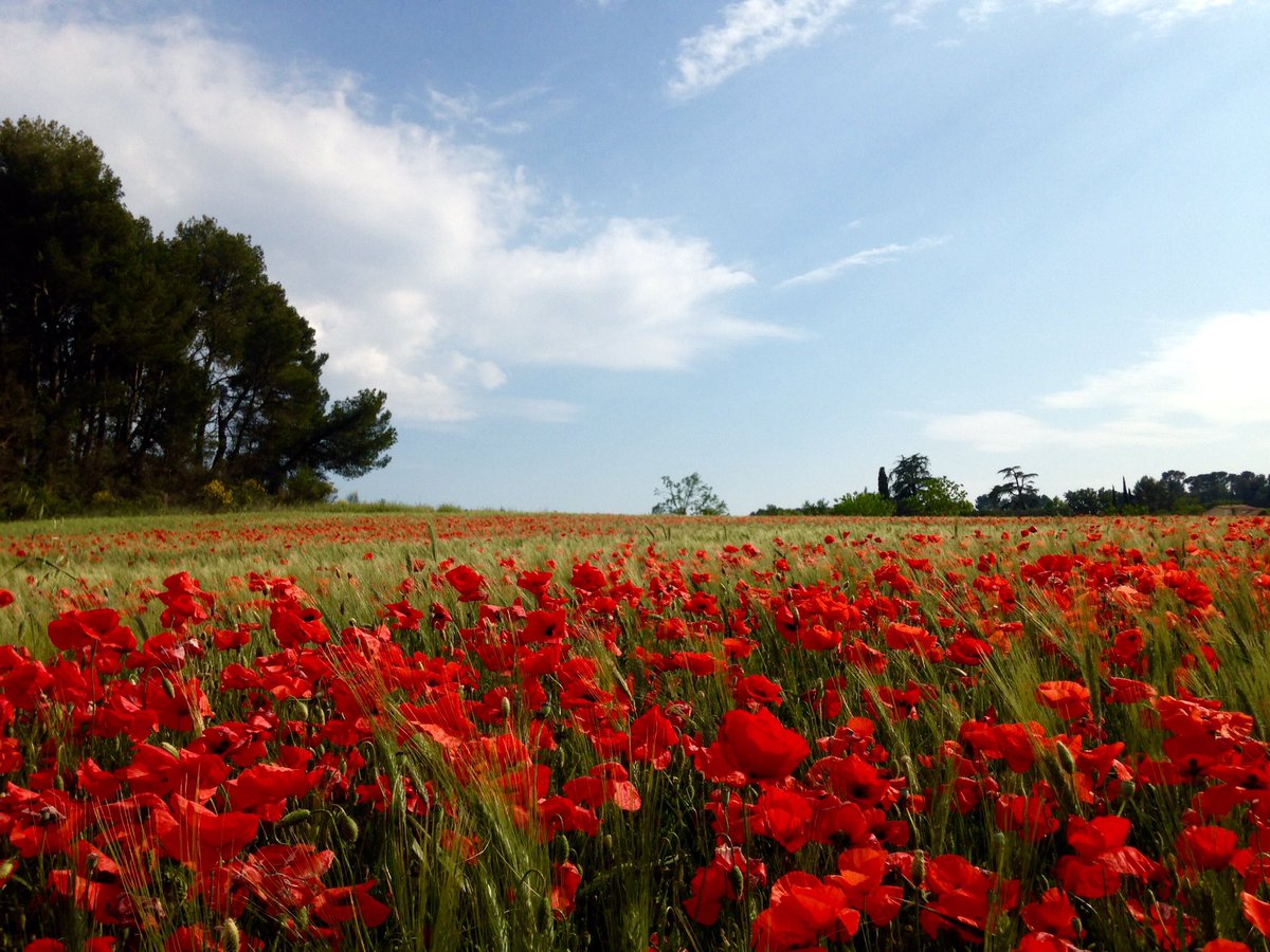 Le retour des coquelicots !