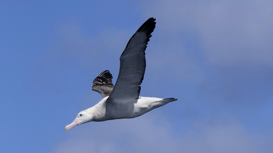 Another image of Antipodean (Gibson's) Albatross in flight. #BirdingNewZealand #albatrosses