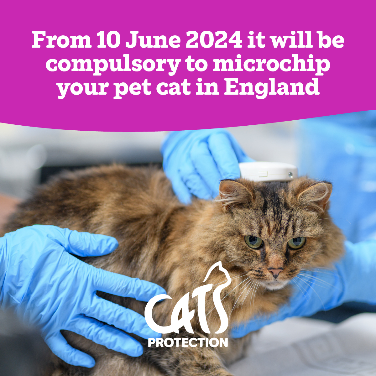 In just over 2 weeks time, it'll become the law in England 🏴󠁧󠁢󠁥󠁮󠁧󠁿 to have your cat microchipped. This safe and effective procedure will significantly increase the chance of reuniting your cat with you if they go missing. #MicrochipsReunite